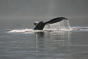 humpback reflection.jpg